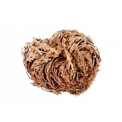 Rosa de Jerico grande 10-14 Cm. 2