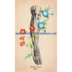 Tarot de anatomía y botánica antigua 2